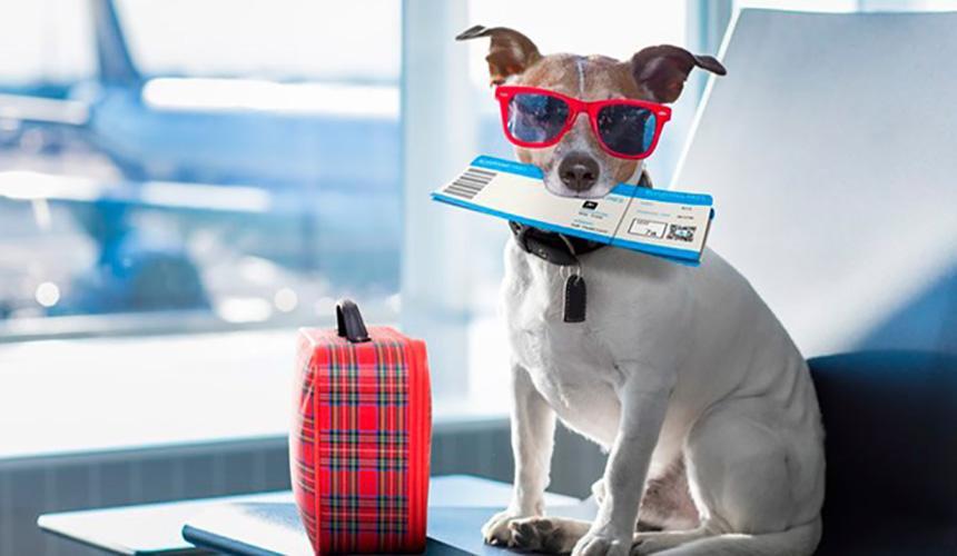 چطور برای حیوانات خانگی بلیط هواپیما بخریم؟