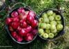افزایش برداشت سیب در کهگیلویه و بویراحمد