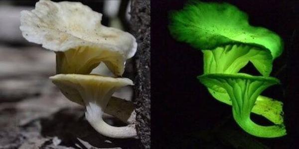 قارچ های عجیبی که در تاریکی می درخشند