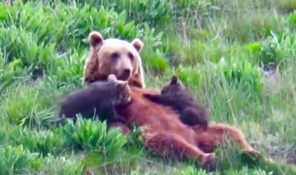 تصاویر بی نظیر شیر خوردن توله خرس ها در پارک ملی گلستان